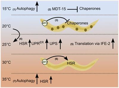 Temperature-Dependent Regulation of Proteostasis and Longevity